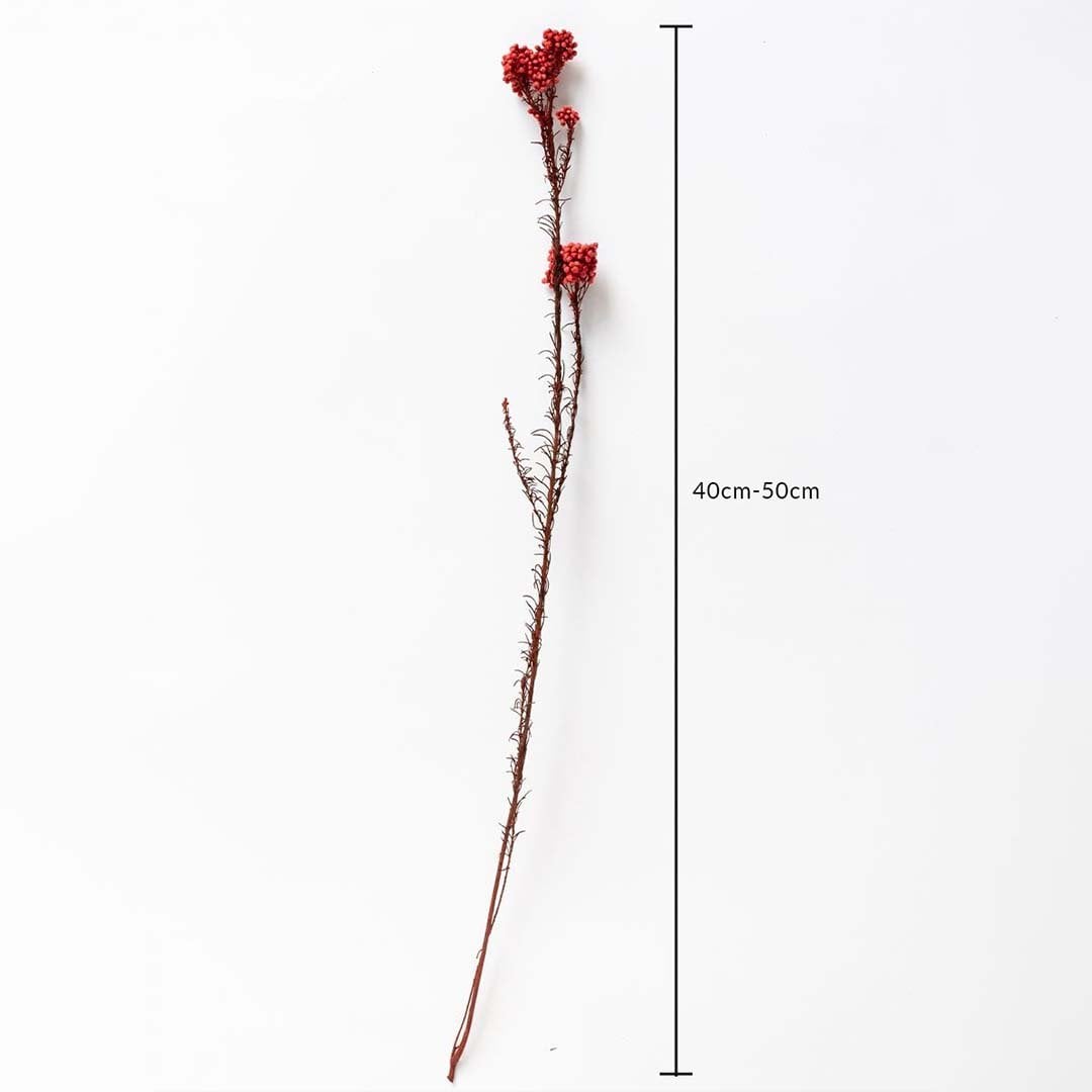 Red dried statice flower stem 40-50cm length displayed on white background for size dimension floral decor accent.