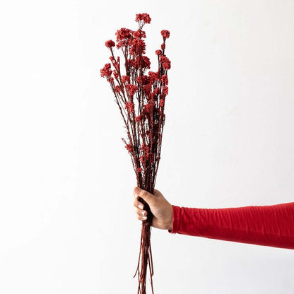 Red dried statice flower bunch held in hand against plain white background natural floral decor accent arrangement.