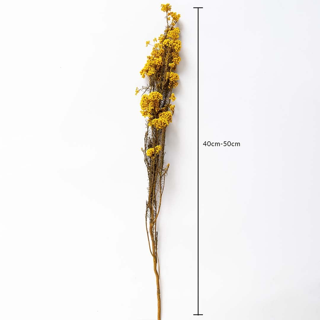 Yellow dried statice flower stem 40-50cm length displayed on white background for size dimension dried floral decor.