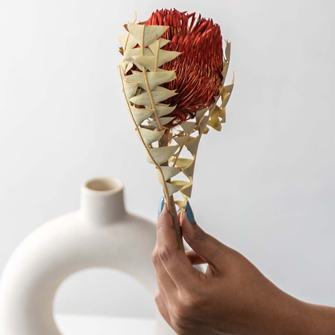Round Ball Banksia Flower - Red