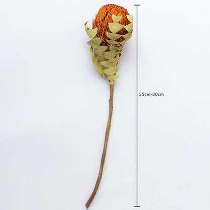 Dried orange protea stem on a white background with a clear 25 to 30 cm height marker for accurate size reference.