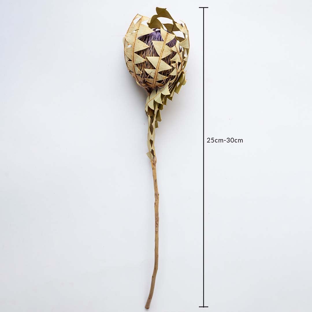 Dried protea stem shown against a white background with a 25 to 30 cm height marker for clear size reference.
