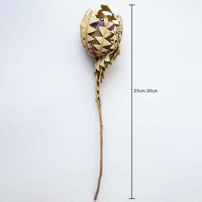 Dried protea stem shown against a white background with a 25 to 30 cm height marker for clear size reference.