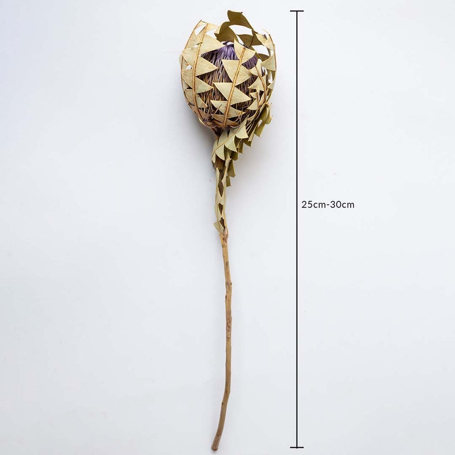 Dried protea stem shown against a white background with a 25 to 30 cm height marker for clear size reference.