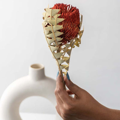 Hand holding rustic red dried banksia flower pod stem near white donut ceramic vase for home decor on white backdrop.