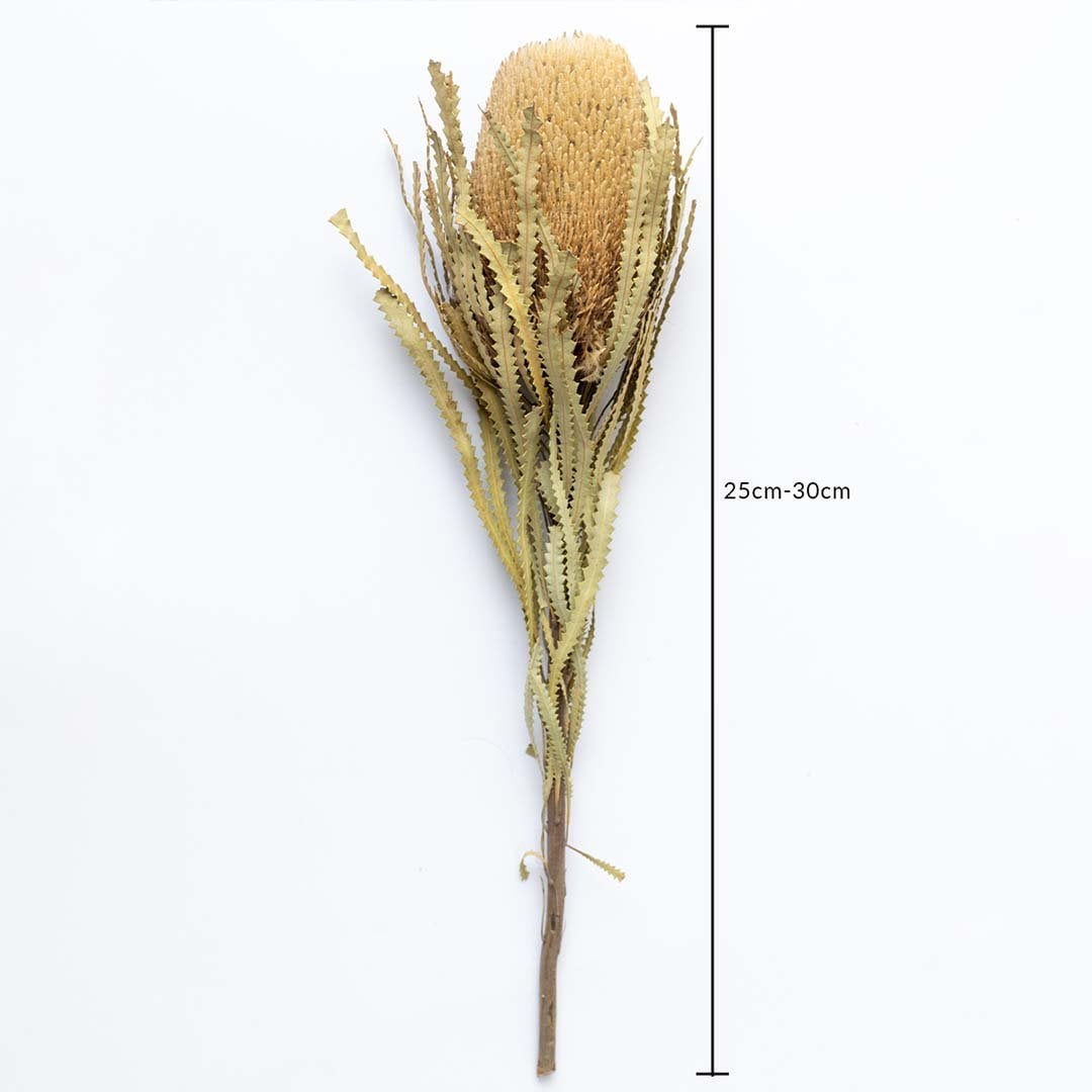 Dried banksia flower stem 25-30cm length shown on white background for size dimension natural decorative floral accent.