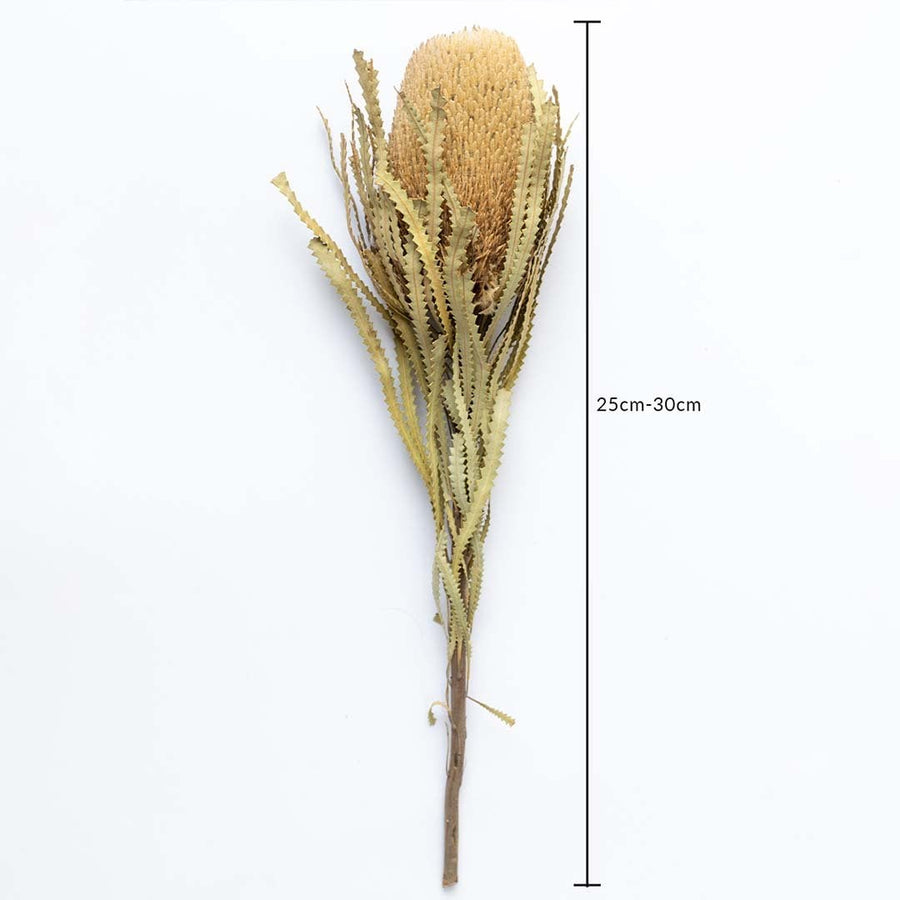 Dried banksia flower stem 25-30cm length shown on white background for size dimension natural decorative floral accent.