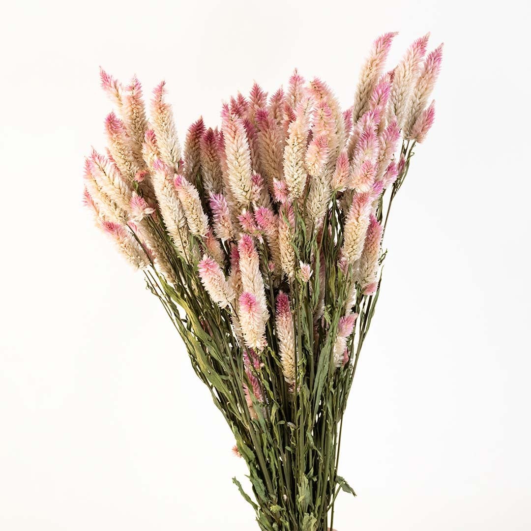 Dried flower arrangement with soft pink stems creating a delicate natural décor accent ideal for warm minimal and modern interior styling.