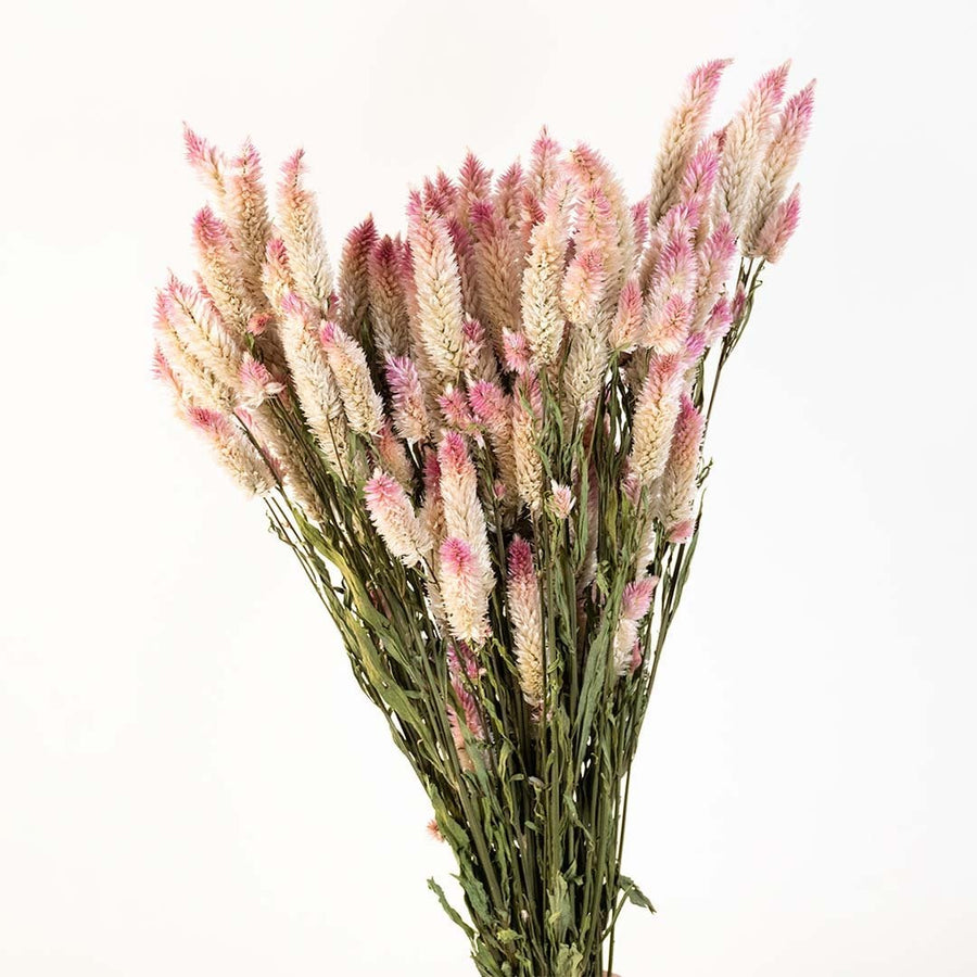 Dried flower arrangement with soft pink stems creating a delicate natural décor accent ideal for warm minimal and modern interior styling.