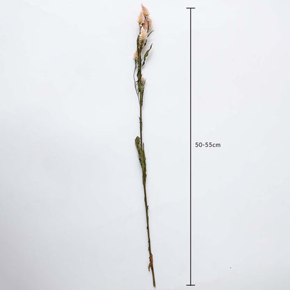 Dried flower featuring a long single stem shown with a height of 40 cm displayed on a clean background creating a minimal natural décor accent ideal for modern and simple styling.
