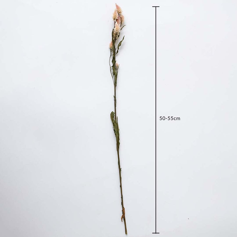 Dried flower featuring a long single stem shown with a height of 40 cm displayed on a clean background creating a minimal natural décor accent ideal for modern and simple styling.