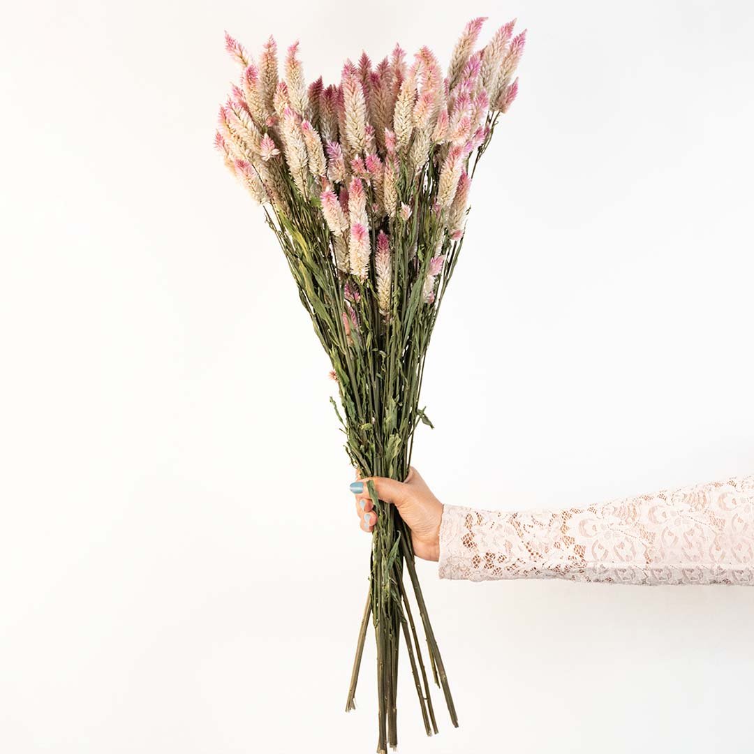 Hand holding a light pink and white dried celosia cockscomb flower bouquet for elegant boho room styling on white backdrop.