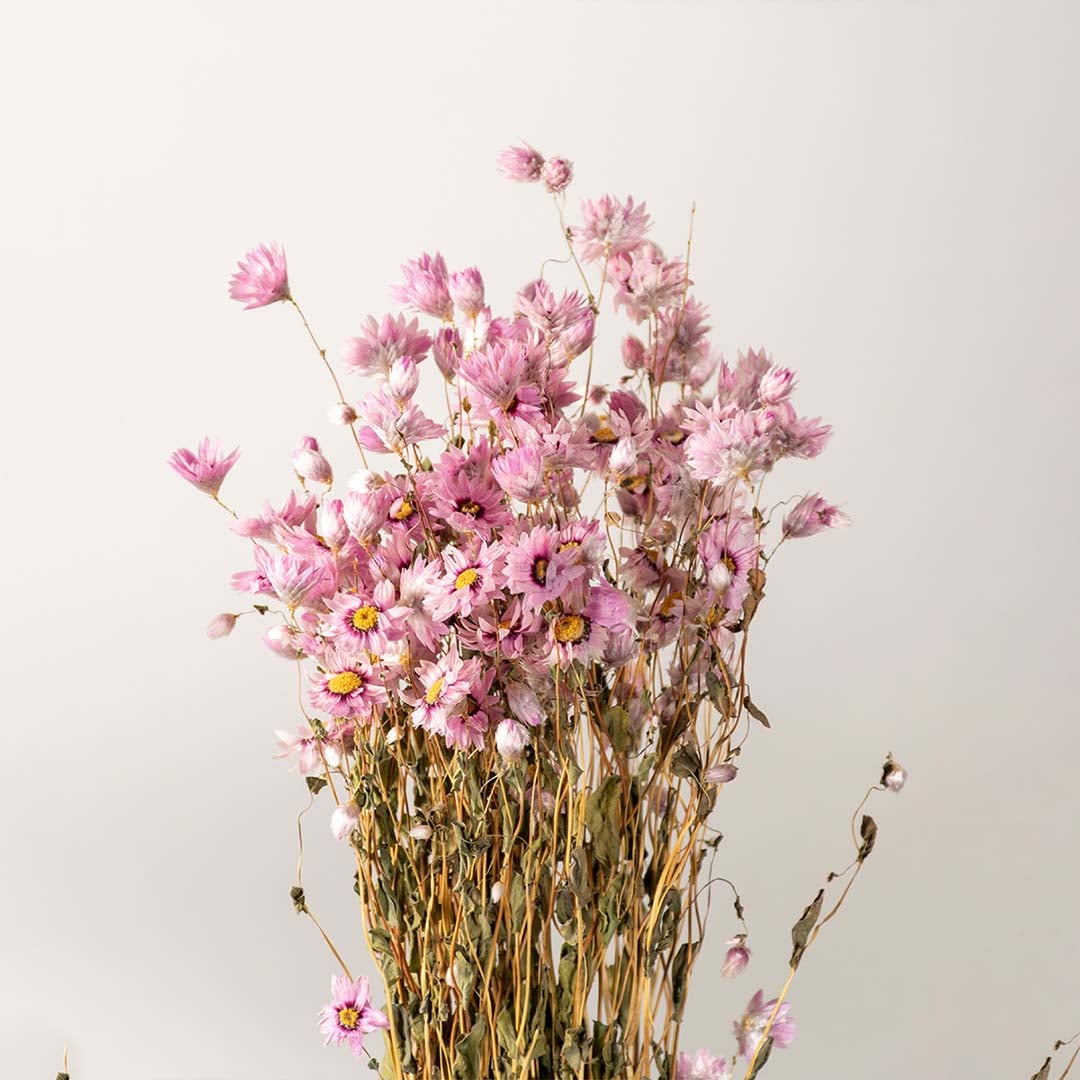 Closeup of pink dried flowers arranged together creating a fuller dense grouping that highlights the rich textures and natural tones in one frame.