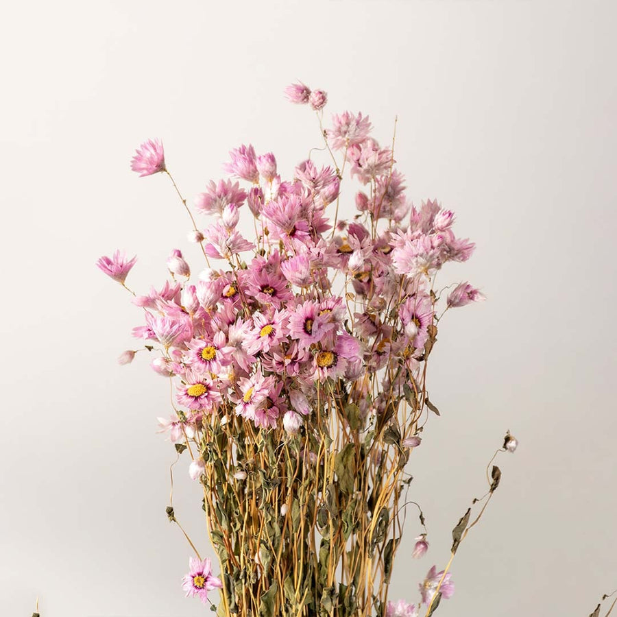 Closeup of pink dried flowers arranged together creating a fuller dense grouping that highlights the rich textures and natural tones in one frame.