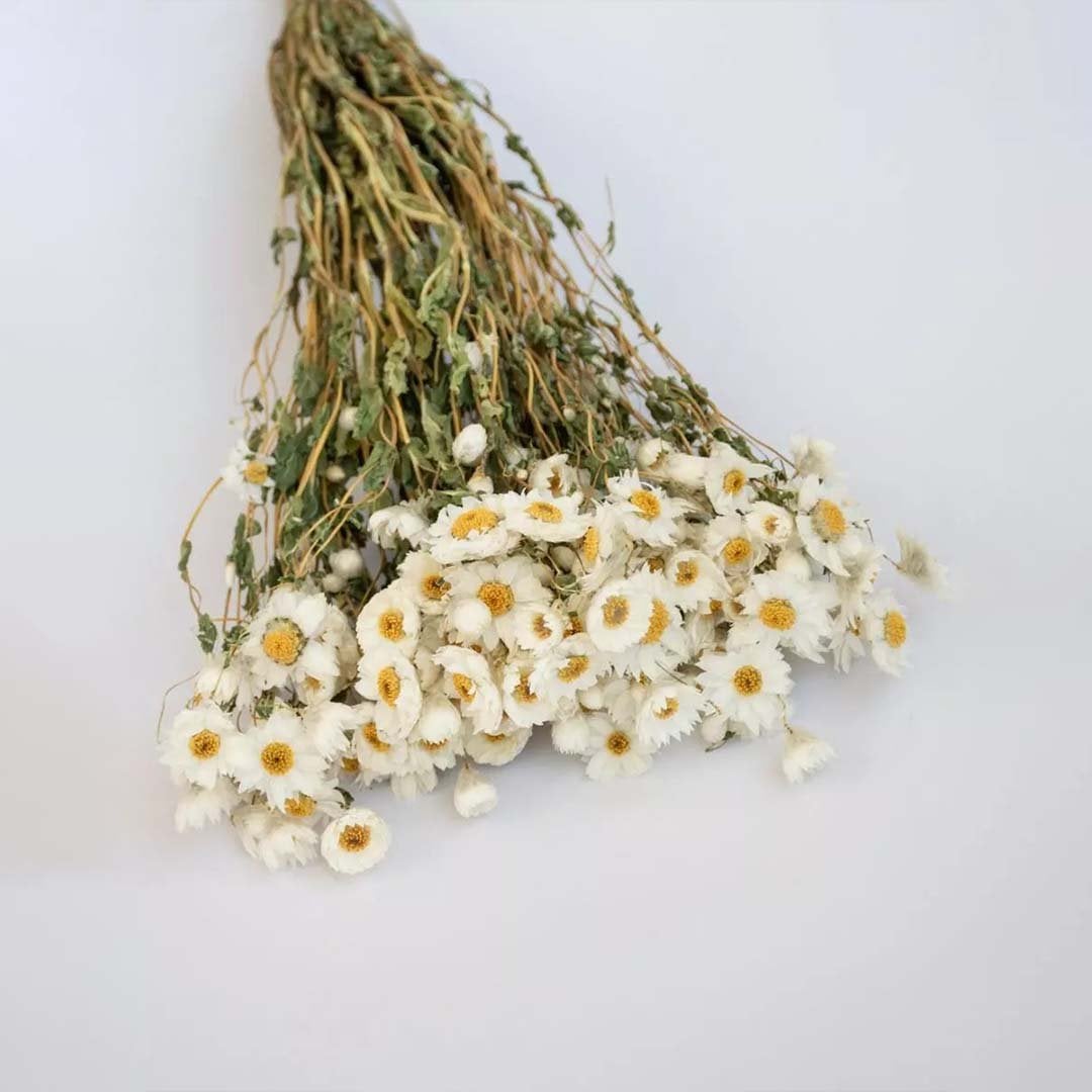 Bunch of dried white daisy flowers with natural stems arranged on a light background for rustic home decor styling.