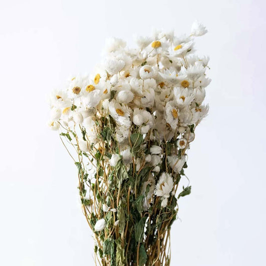 A lush white dried paper daisy strawflower bouquet bundle for elegant bohemian home vase arrangement on white background.