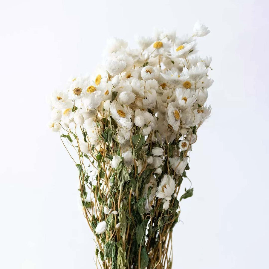 A lush white dried paper daisy strawflower bouquet bundle for elegant bohemian home vase arrangement on white background.