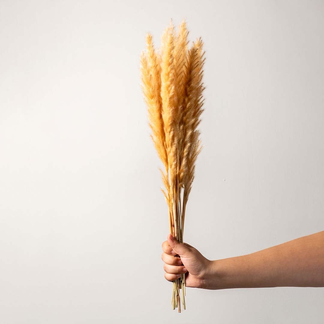 Decorative dried pampas grass stems in transparent glass vase with beige leather strap perfect for modern home styling.