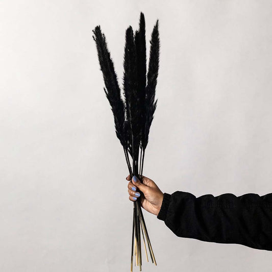 Hand holding a bundle of sleek black dyed dried reed grass stalks for moody modern gothic tabletop vase on white backdrop.