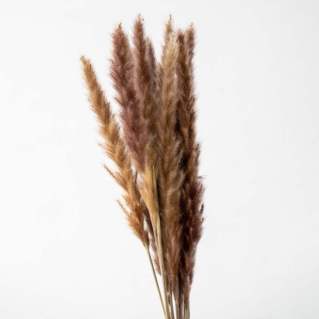 Closeup view of dried brown pampas stems displayed on a white background perfect for earthy boho styling warm natural interiors and minimal organic decoration.