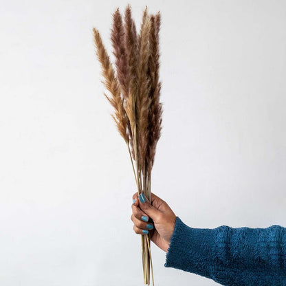 Hand holding dark brown dried pampas grass stems bundle for rustic bohemian farmhouse room vase decoration on white backdrop.