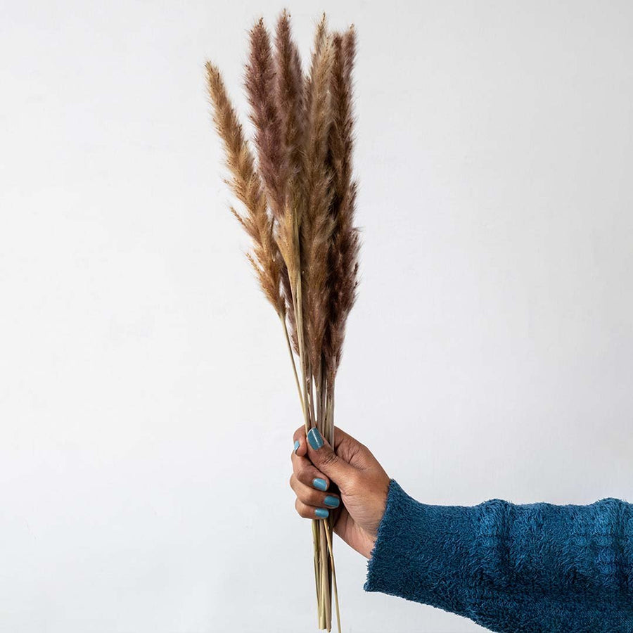 Hand holding dark brown dried pampas grass stems bundle for rustic bohemian farmhouse room vase decoration on white backdrop.