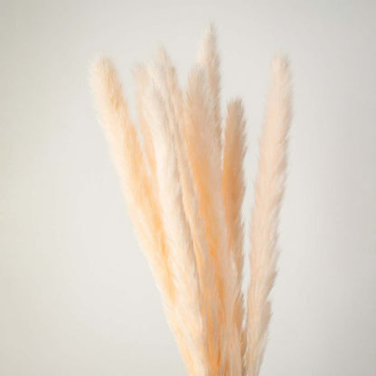 Closeup of beige pampas grass stems natural dried fluffy bunch perfect for rustic and boho home decor.
