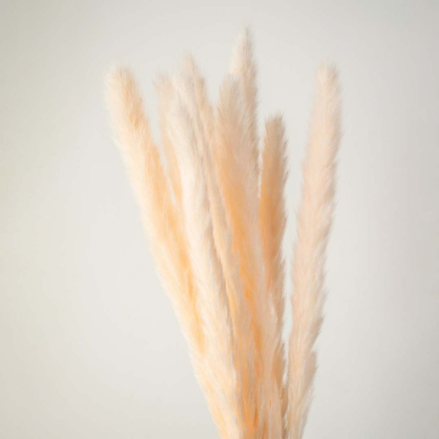 Closeup of beige pampas grass stems natural dried fluffy bunch perfect for rustic and boho home decor.