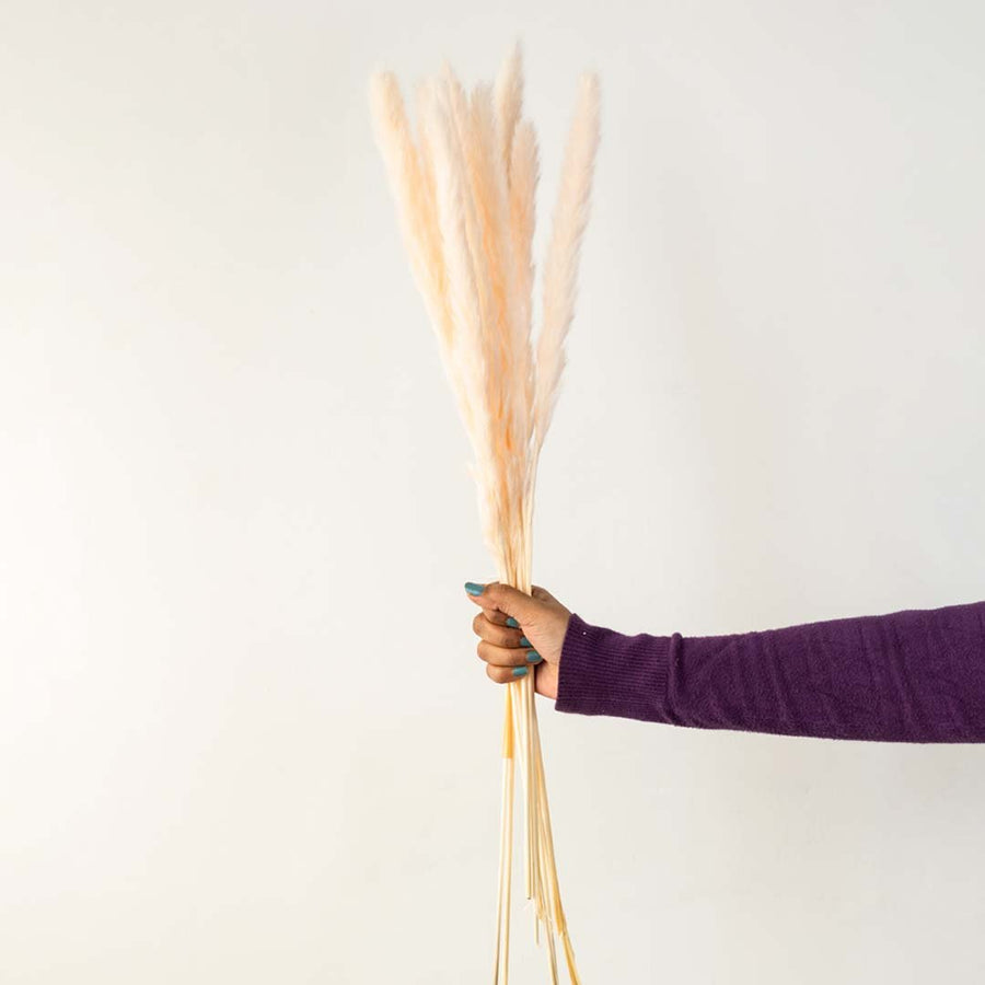Hand holding a bundle of cream beige natural dried reed grass stalks for minimalist bohemian tabletop vase on white backdrop.