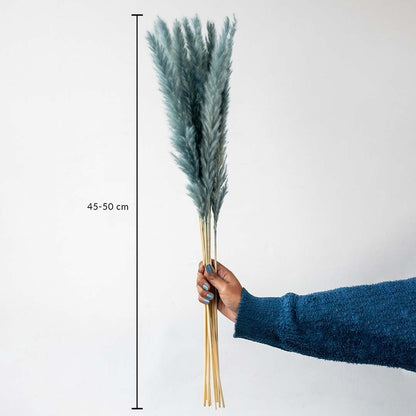 Blue pampas grass bunch 45 to 50 cm natural dried stems for vase arrangements and modern home decoration.