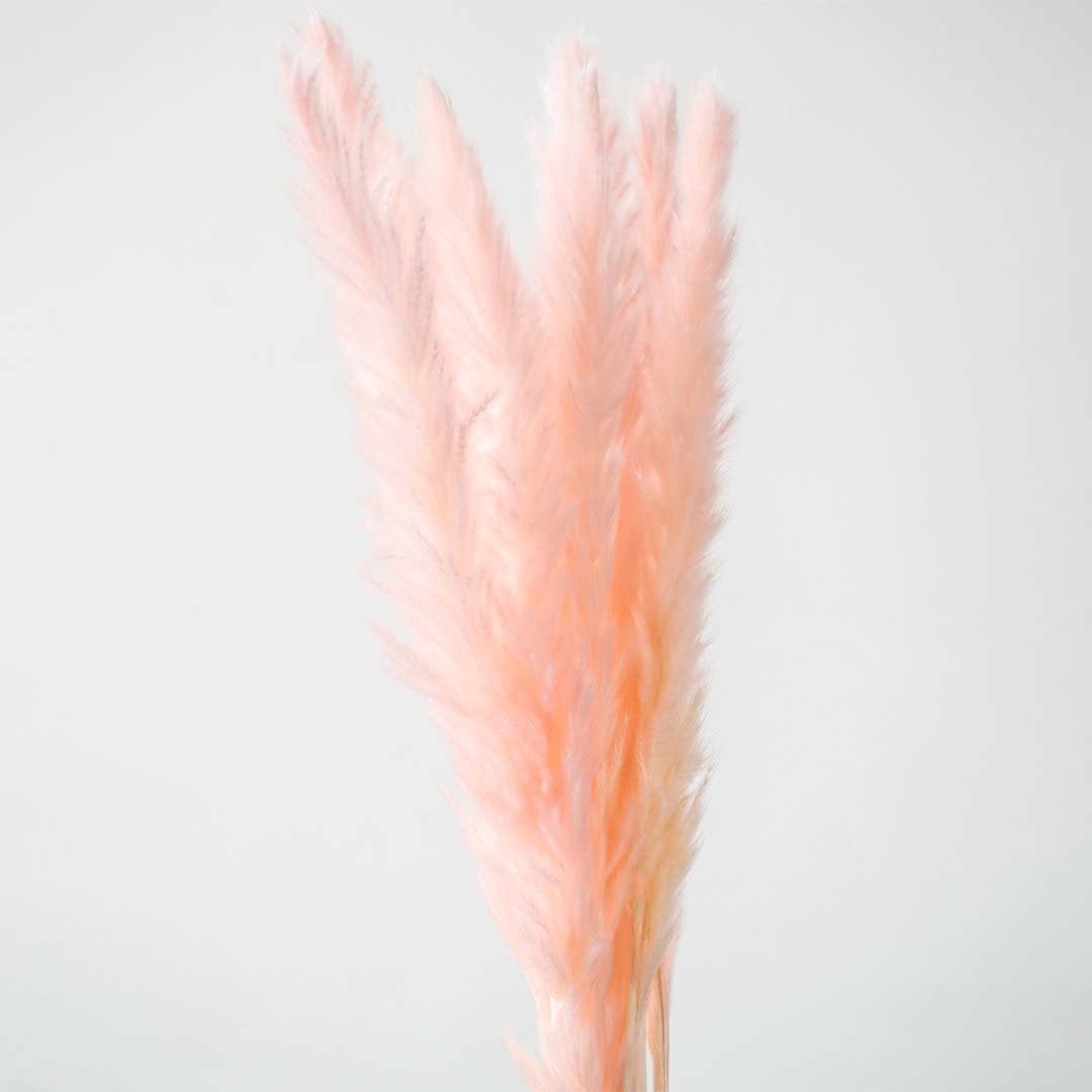 Closeup of light pink pampas grass stems fluffy preserved bunch natural dried floral decor accent.
