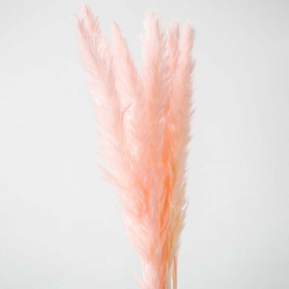 Closeup of light pink pampas grass stems fluffy preserved bunch natural dried floral decor accent.