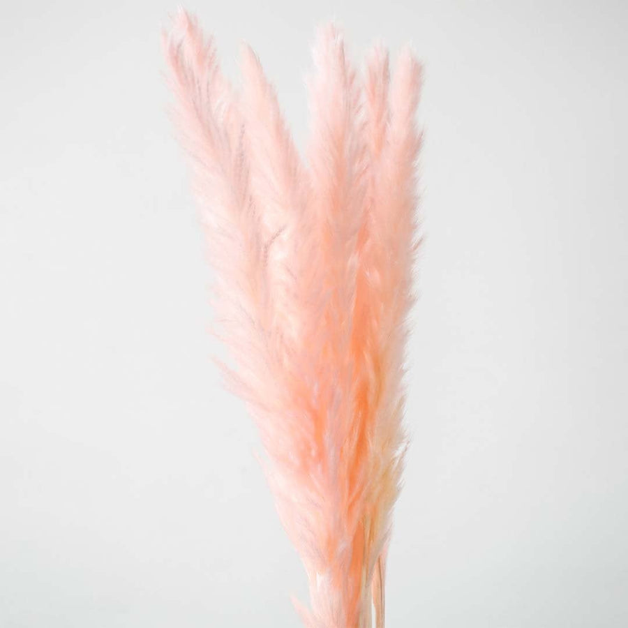 Closeup of light pink pampas grass stems fluffy preserved bunch natural dried floral decor accent.