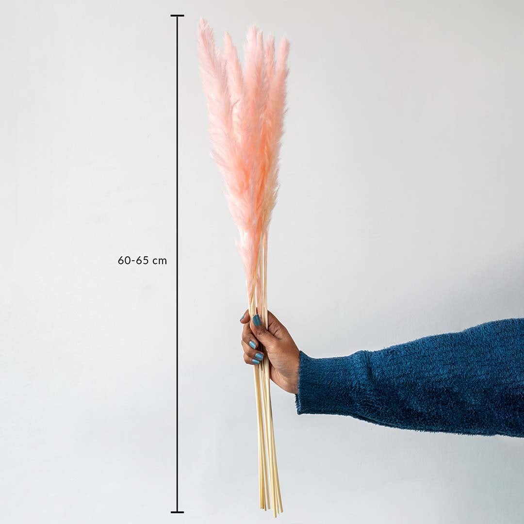 Light pink pampas grass stems 60–65 cm long shown in hand with size reference for dried bouquet decoration.