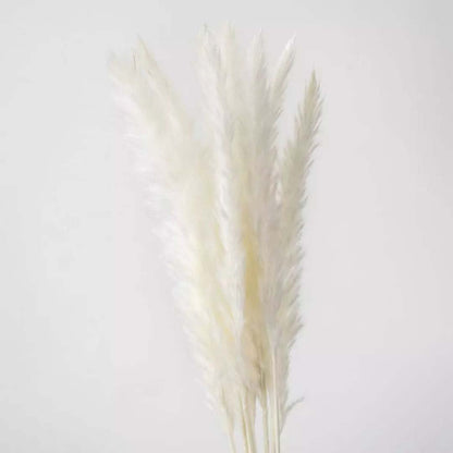 Dried white pampas grass creating a fluffy pampas décor accent perfect for boho home décor minimal natural styling and warm neutral interior decoration.