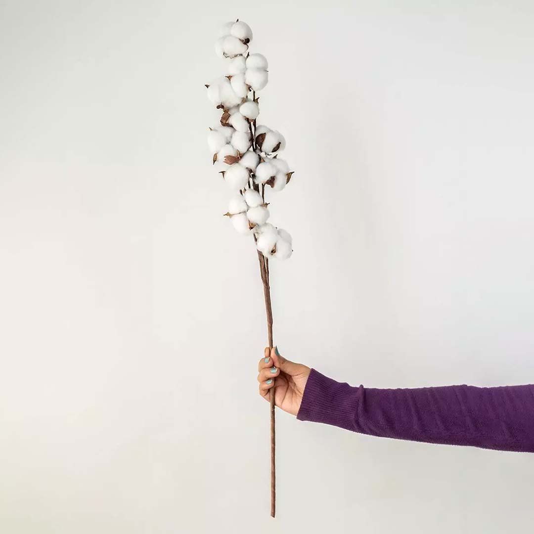 Hand holding a long branch stem of natural white dried cotton pods for rustic minimalist farmhouse tabletop vase decor.