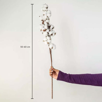White cotton stem preserved natural flowers 50-60 cm lifestyle decor display shown with size on white background.
