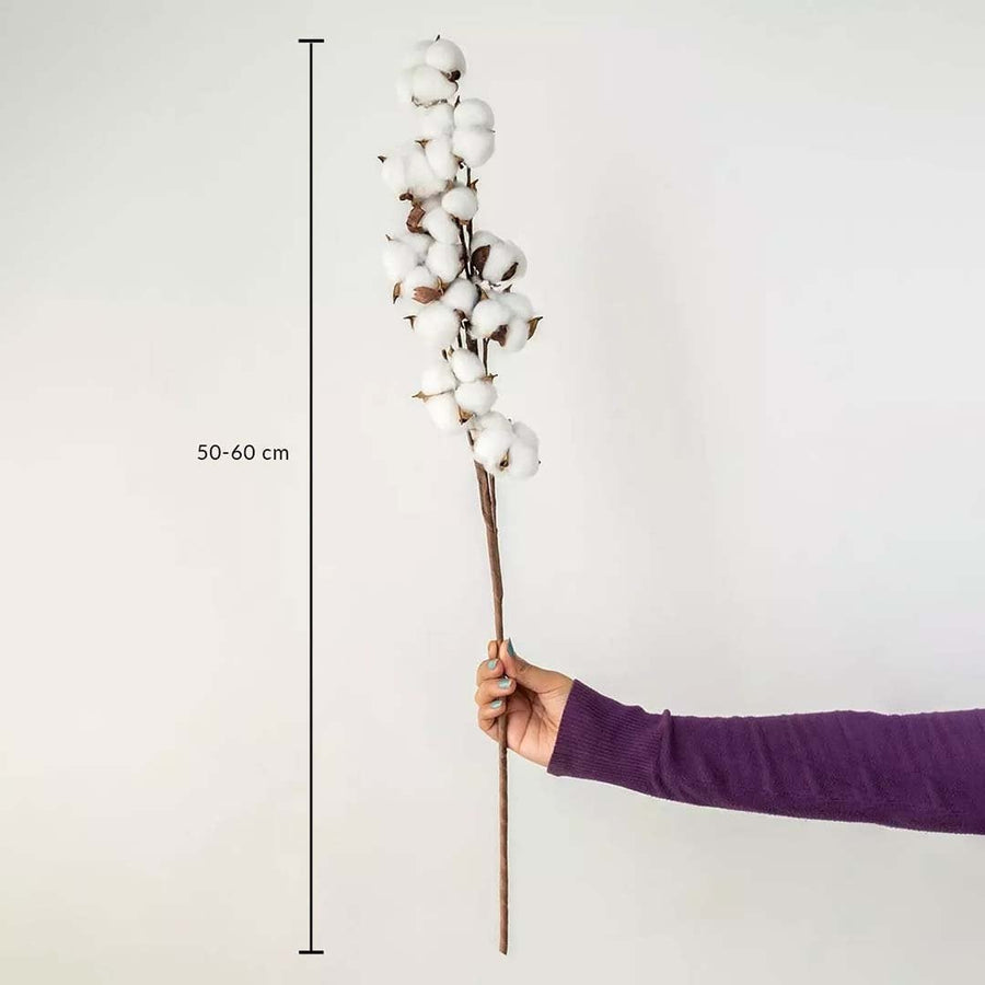 White cotton stem preserved natural flowers 50-60 cm lifestyle decor display shown with size on white background.