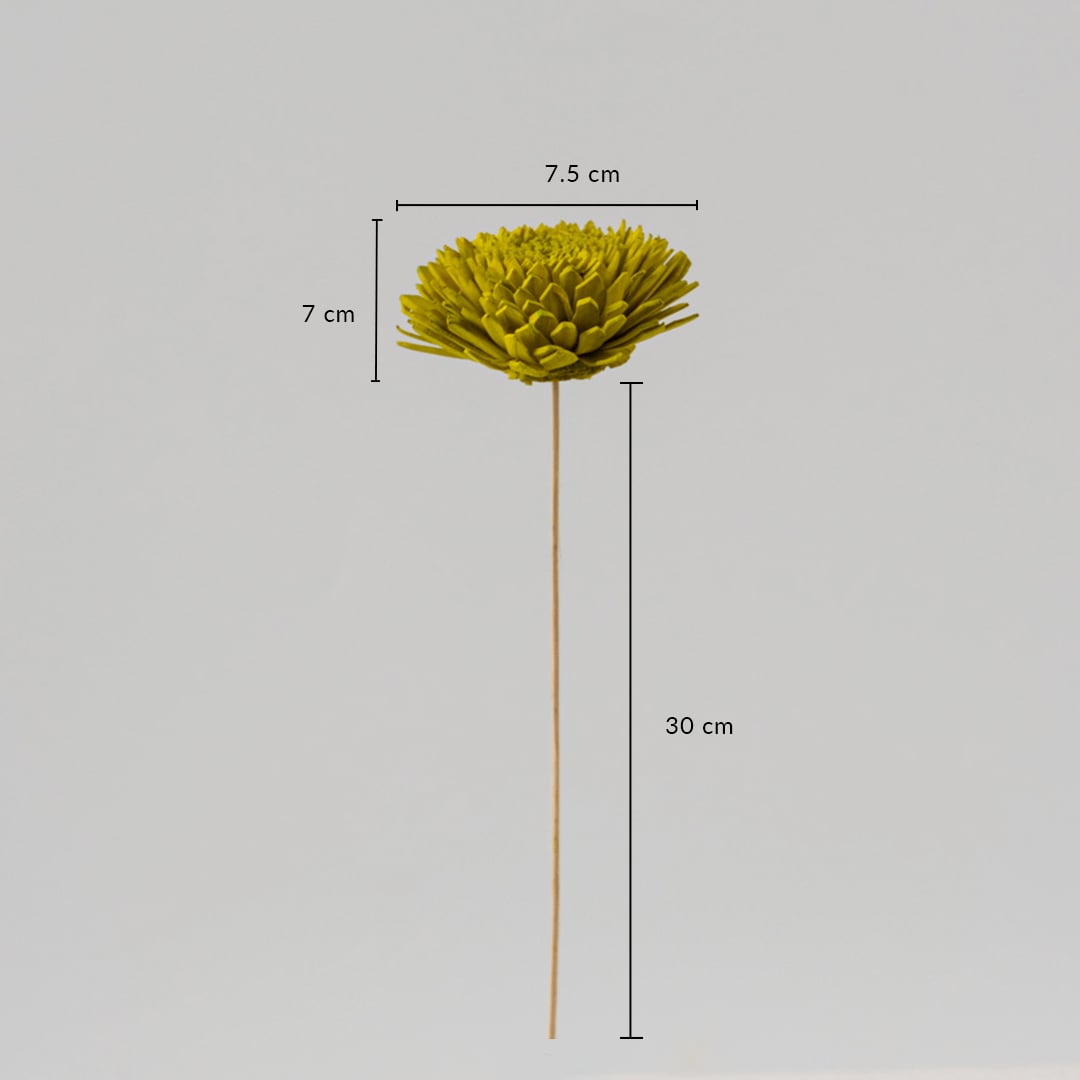 Sola Flower Set Of 5 Lemon Green Dimensions
