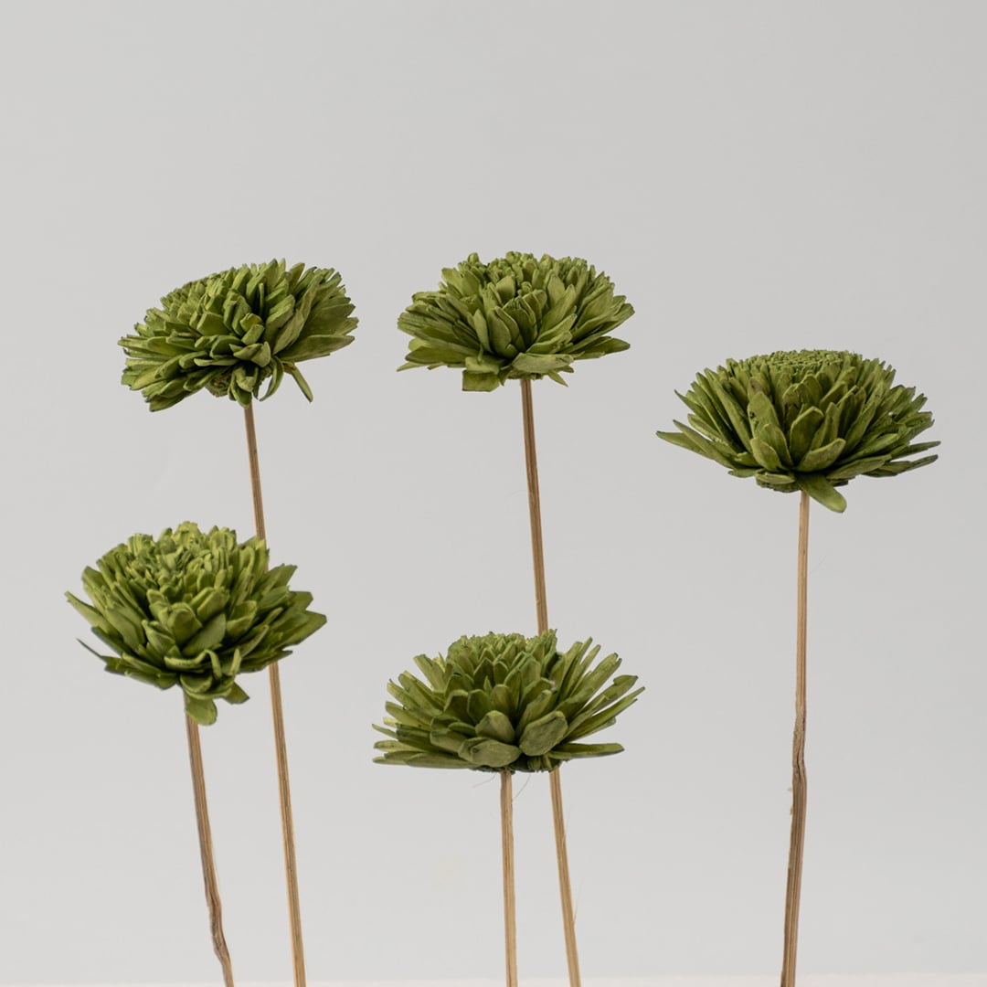 Set of multiple green chrysanthemum stems with natural texture ideal for vase decoration floral arrangements and home styling.