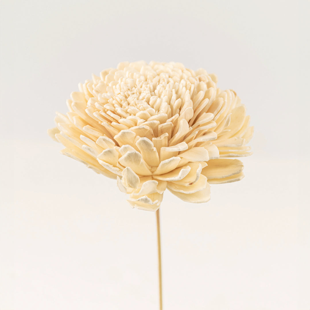 Sola Flower Set Of 5 - White