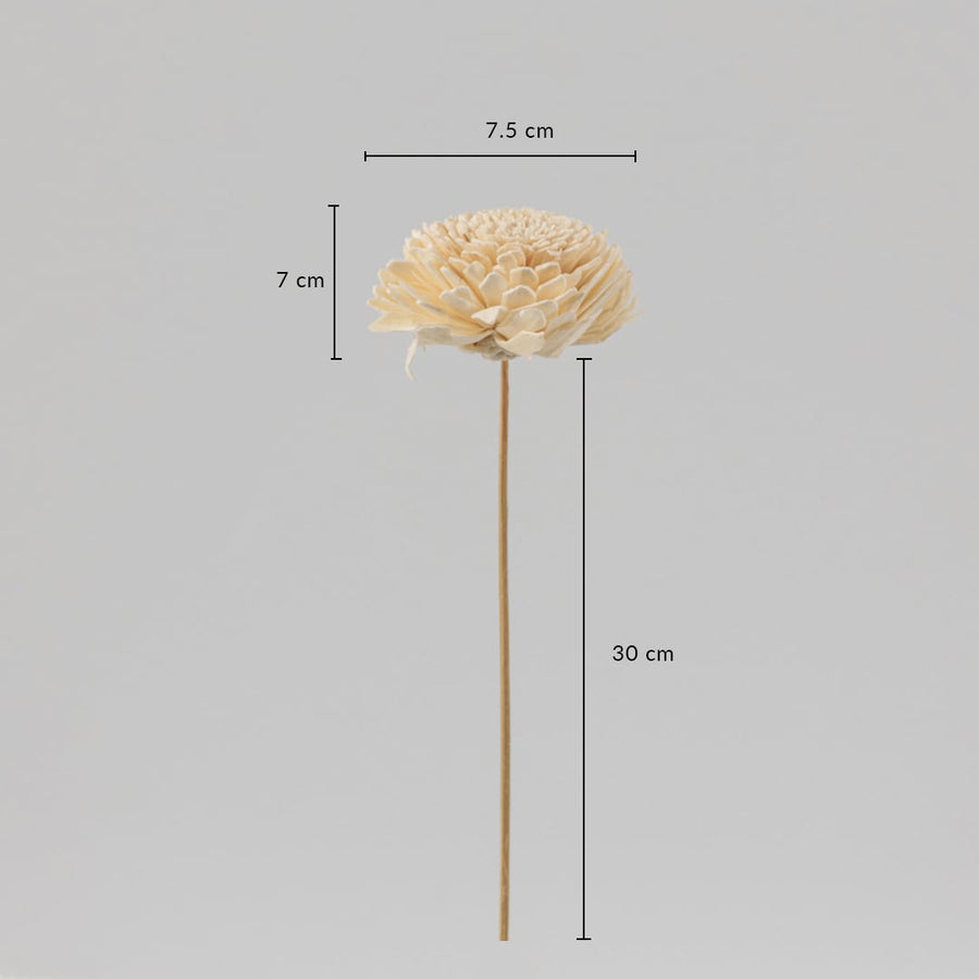 Cream sola flower stick dimensions 30 cm stem with 7.5 cm bloom is an artificial decorative flower for events and home styling.