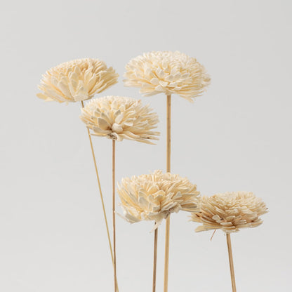 Set of cream sola flower sticks creating an artificial flowers bundle for wedding arrangements home decoration and DIY crafts.