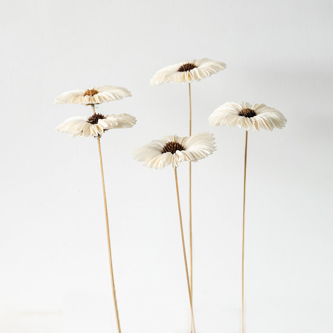 Five cream white handmade sola wood gerbera daisy stems standing together for luxury modern tabletop vase decor on white background.