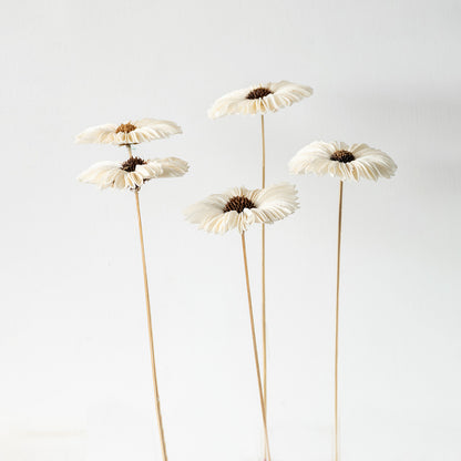 Five cream white handmade sola wood gerbera daisy stems standing together for luxury modern tabletop vase decor on white background.