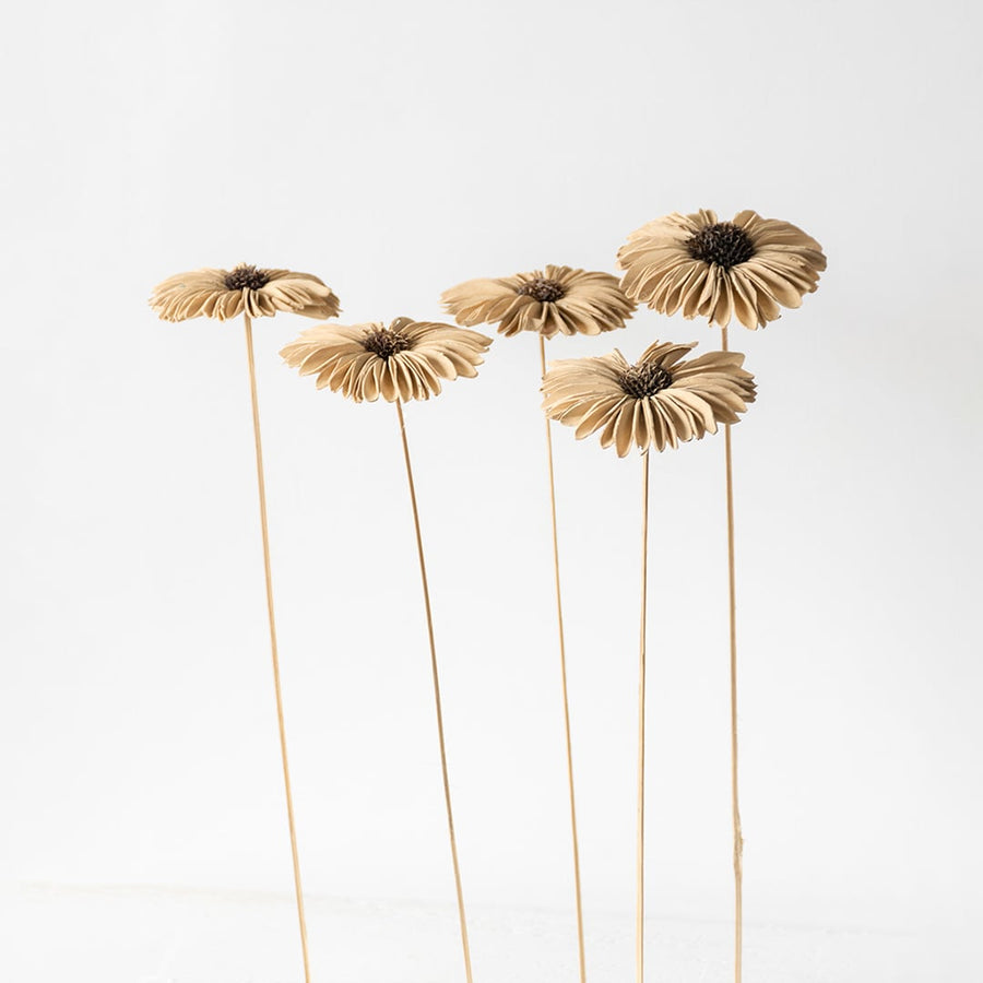 Set of dried flowers with beige petals and brown centers perfect for vase arrangement and natural home decor.