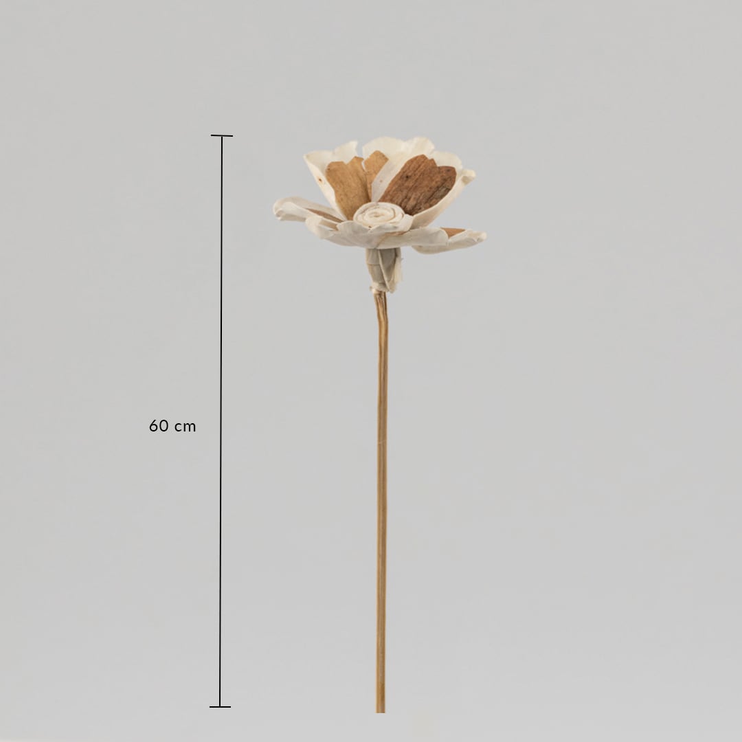 Dried sola wood flower stem measuring 60 cm height shown on white background for decor reference and vase arrangement.