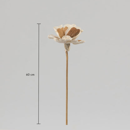 Dried sola wood flower stem measuring 60 cm height shown on white background for decor reference and vase arrangement.