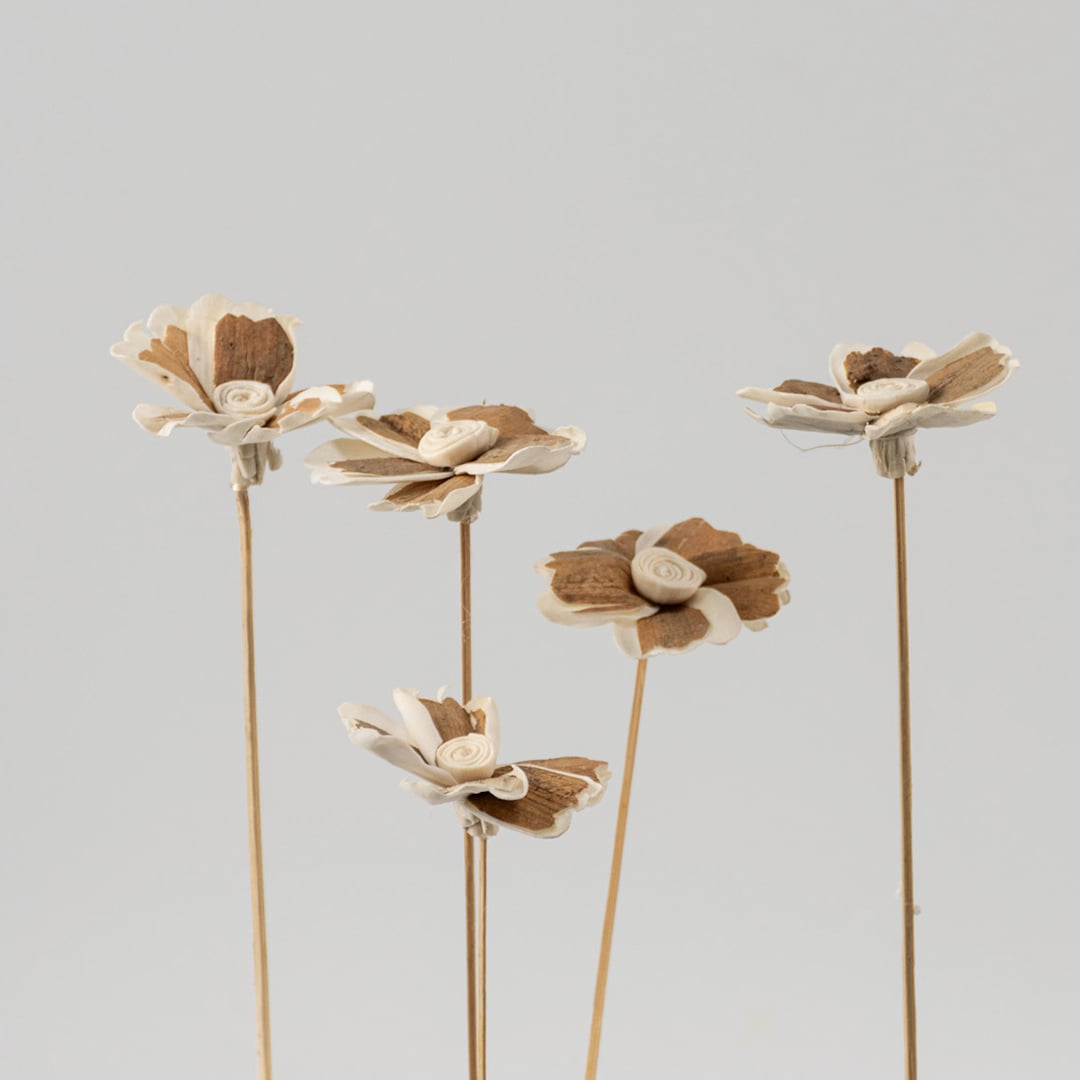 Assorted dried sola flower stems in neutral tones arranged together ideal for boho floral bouquet and vase decoration.