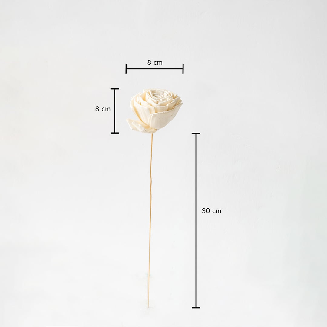 White dried flower stem with 30 cm height and 8 cm width shown on white background with measurement dimensions.